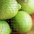 Owoc Cytryna Limonka 1kg. - siatka-235278