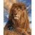 Malowanie po numerach BRUSHME 40x50 cm prawdziwy gigant 1 szt. w pudełku-264970