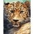 Malowanie po numerach BRUSHME 40x50 cm portret lamparta 1 szt.-268362